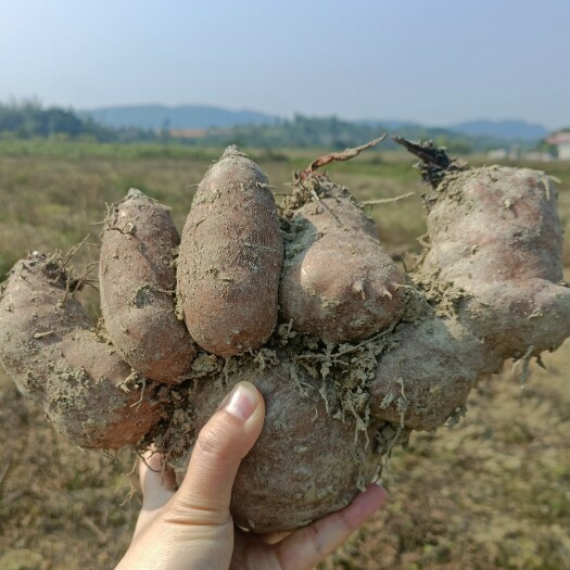 台山市鸡脚芋头