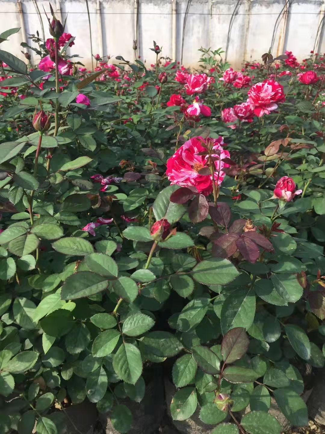 大花月季，各种颜色，基地直销
