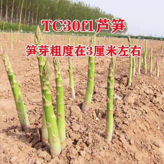 芦笋根 速生笋芽粗大高产一代芦笋苗tc30