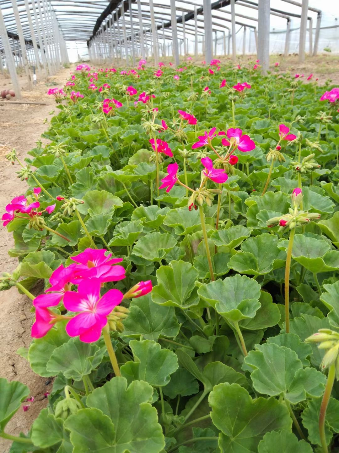 青州市 天竺葵种植基地，观赏天竺葵，绿化天竺葵货源充足