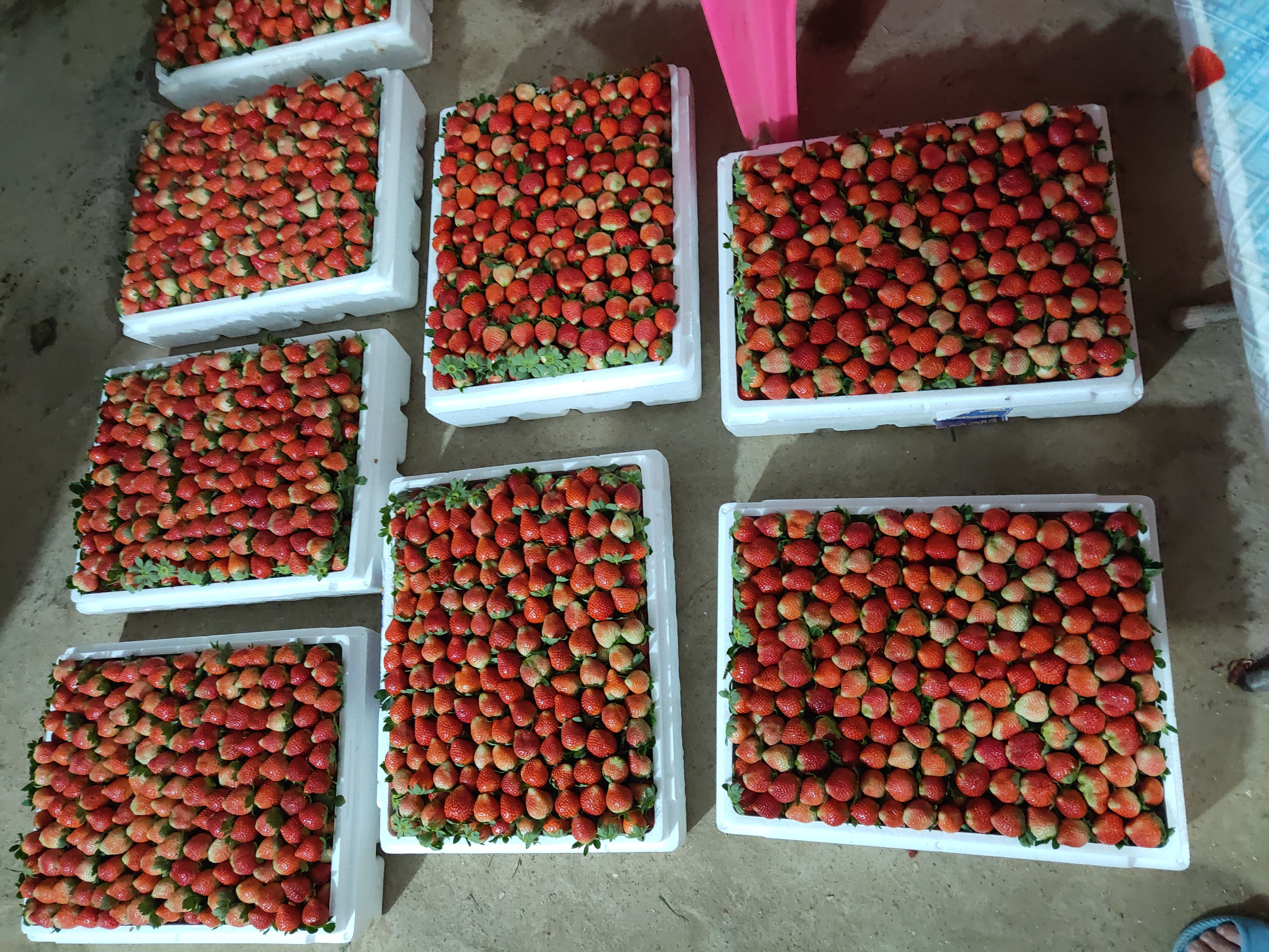 博罗县法兰地草莓 草莓代办 广东惠州东莞  承接食品厂，榨汁厂代办