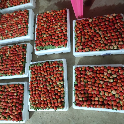 博罗县法兰地草莓 草莓代办 广东惠州东莞  承接食品厂，榨汁厂代办
