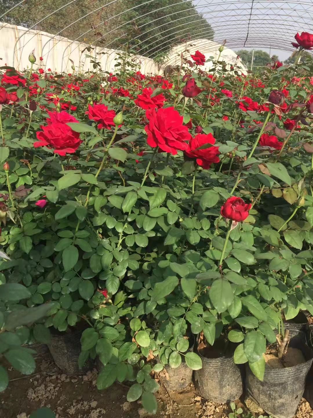 大花月季，各种颜色，基地直销