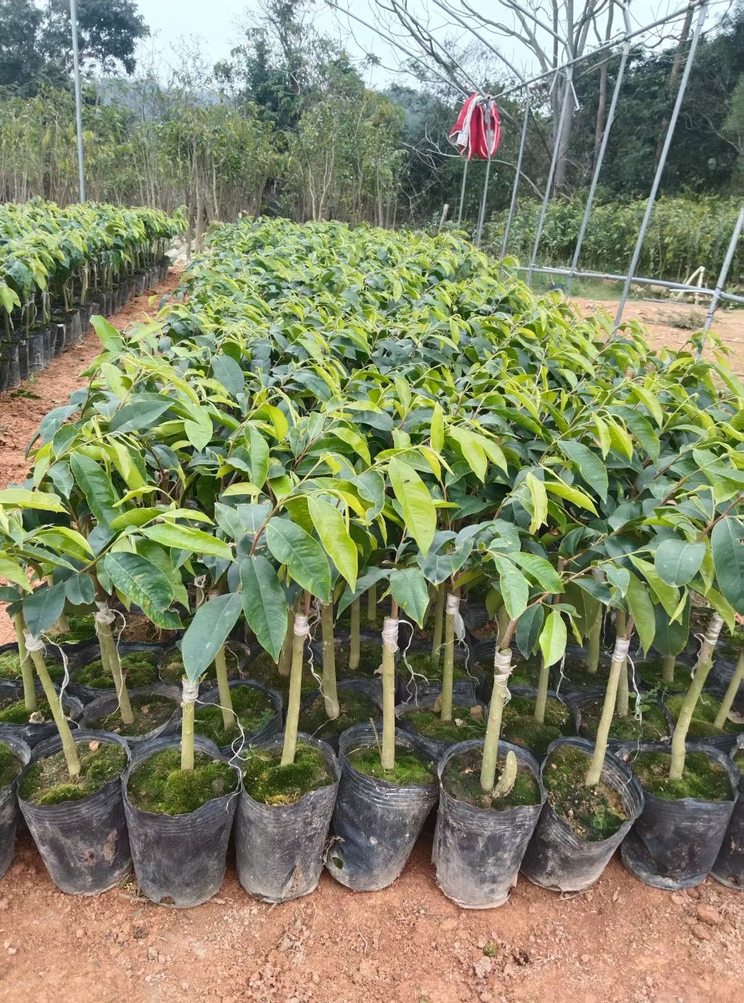 奇楠沉香树 各个品种奇楠苗