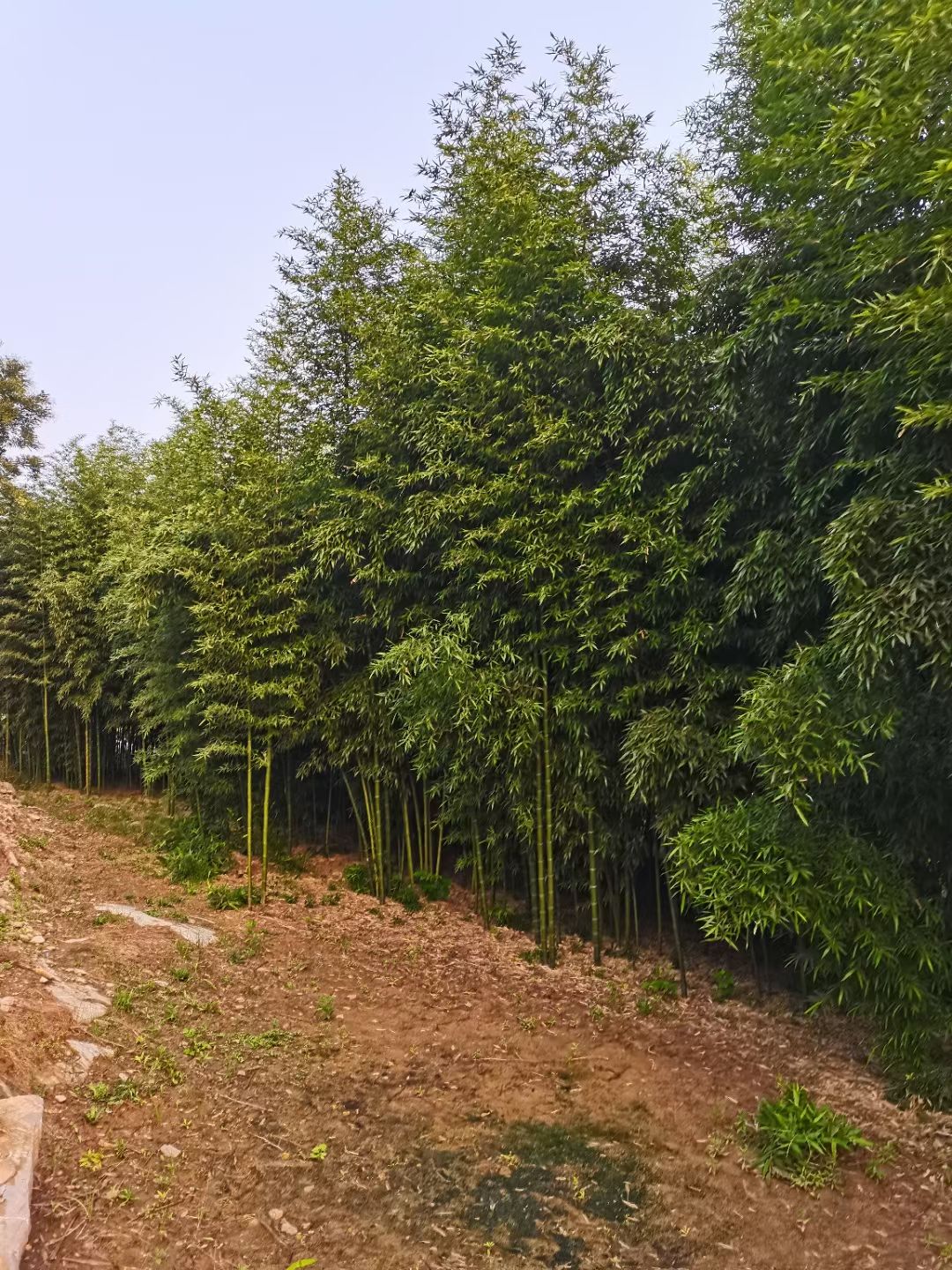  竹子基地 早园竹翠竹银环淡竹刚竹毛竹金镶玉竹 品种多规格全