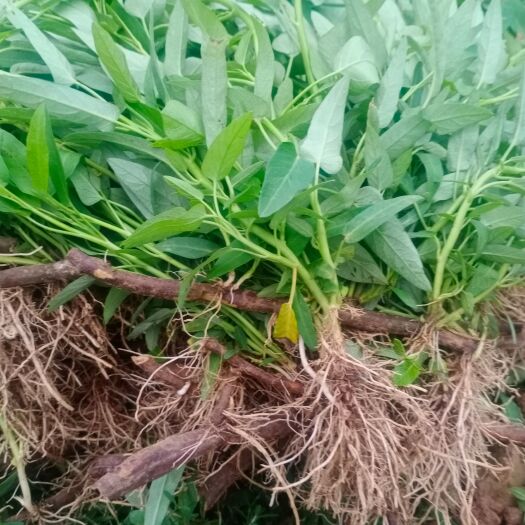 眉山 大量供应空心菜有根苗