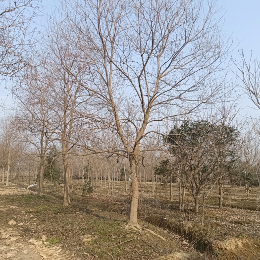 长兴县乌桕 乌柏