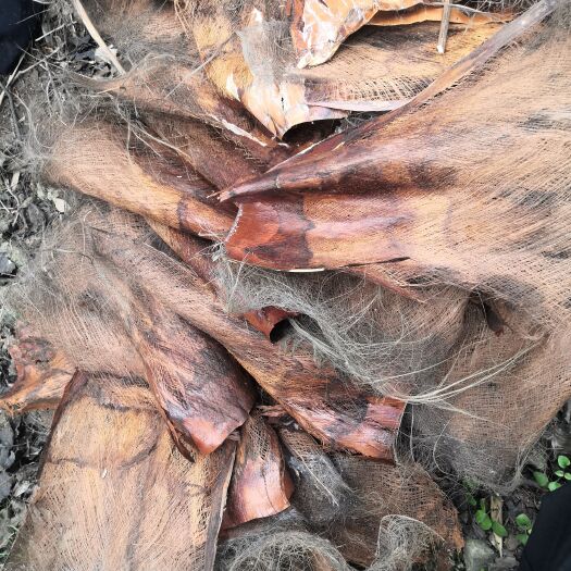 绵竹市山棕皮、山棕片山棕皮，大量批发