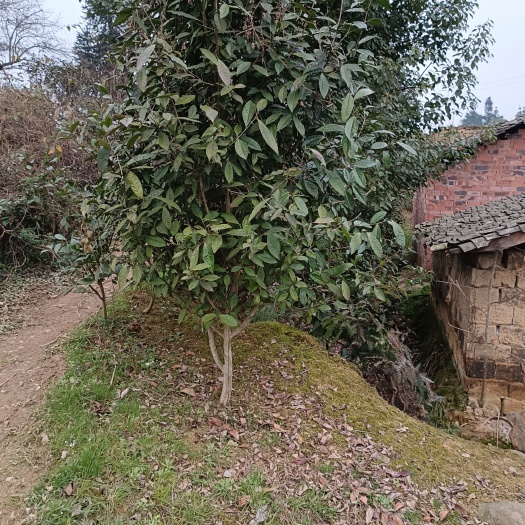 蒲江县大头茶树 茶树