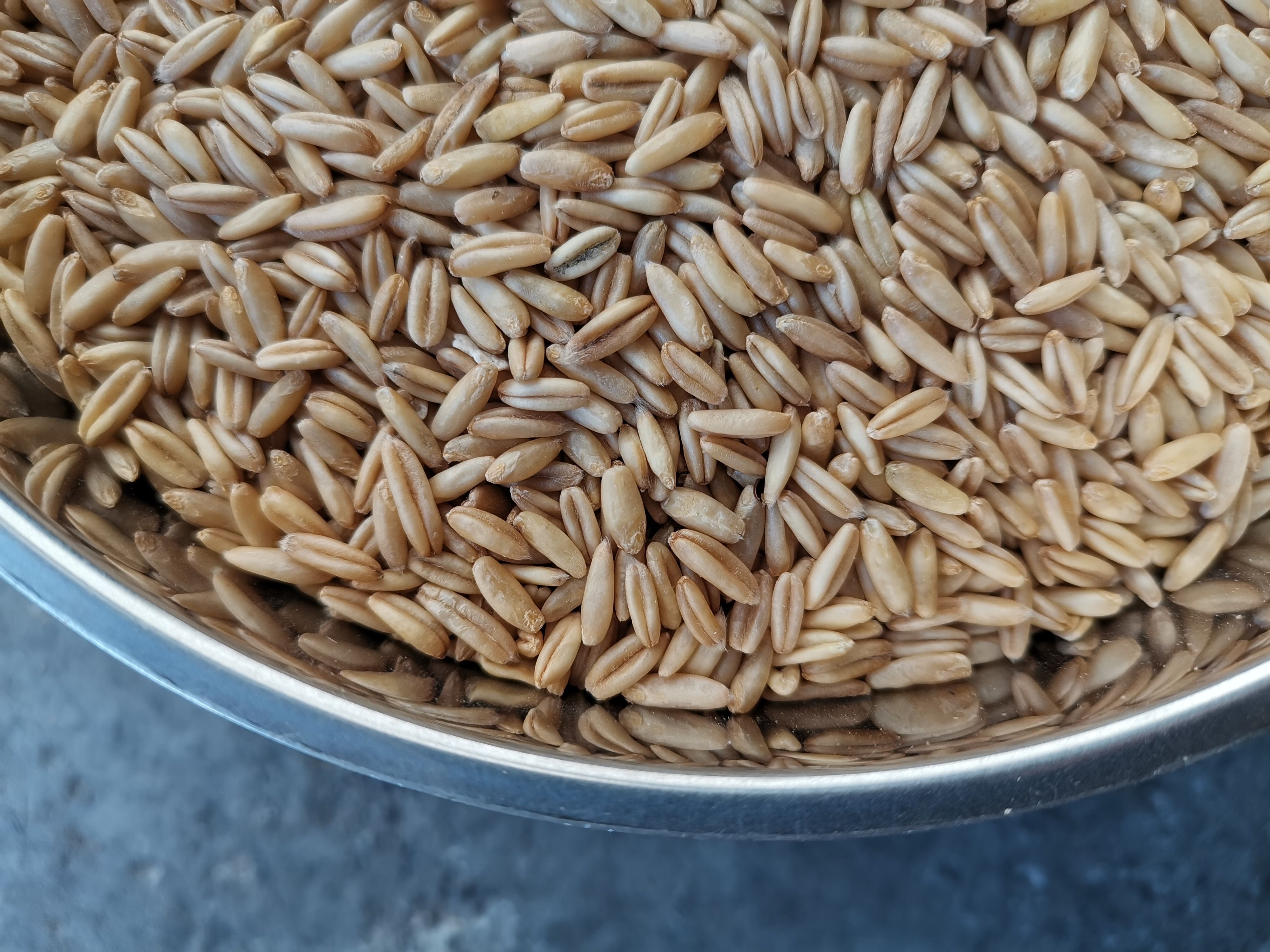 燕麦米 食品燕麦米 大量批发