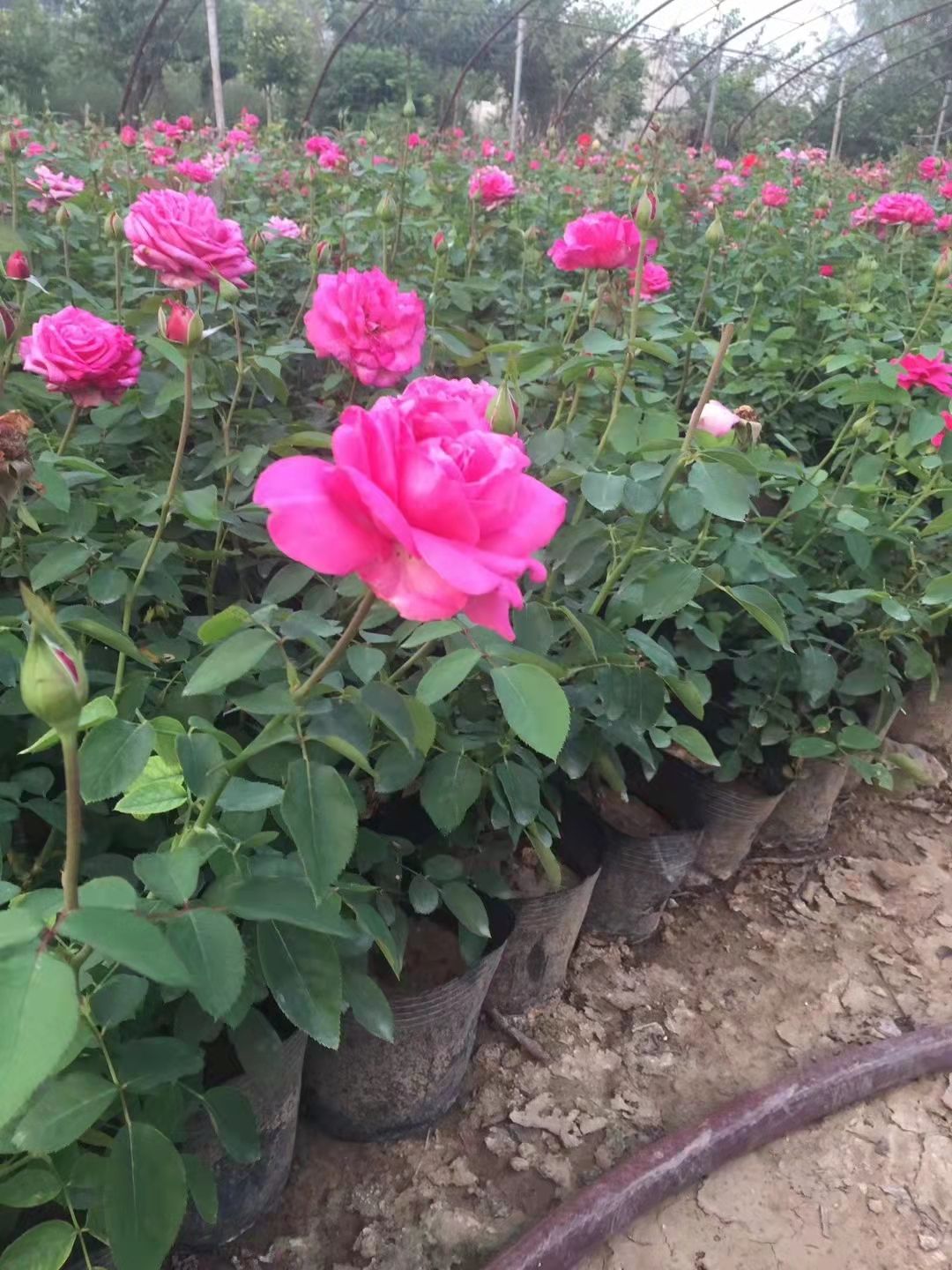 大花月季，各种颜色，基地直销