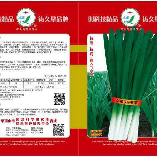久星6号不休眠，韭菜种子，叶宽长鞘，抗病，耐弱光