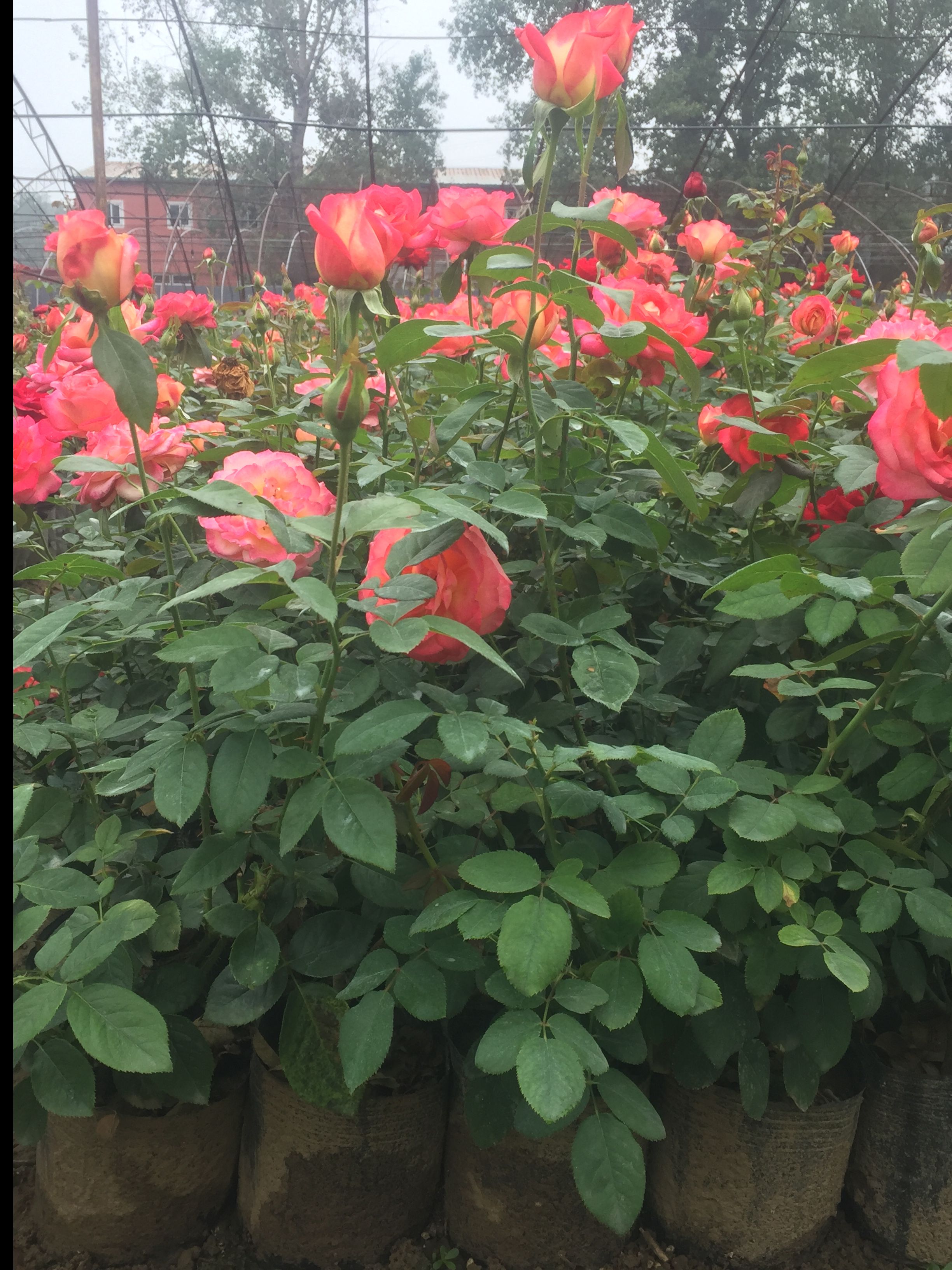 大花月季，各种颜色，基地直销