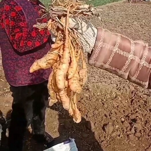 温县地黄 地黄种子 生地籽 生地苗 地黄栽