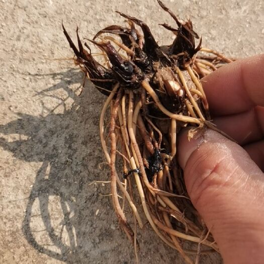 西安苍术种苗 朱砂点北苍术2年苗
