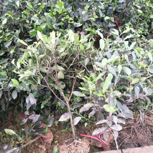 雅安茶树苗 绿化用三年茶苗