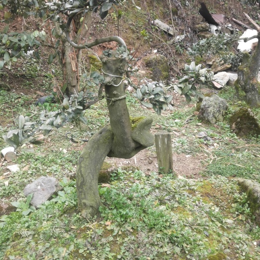 开阳县 金弹子树桩
