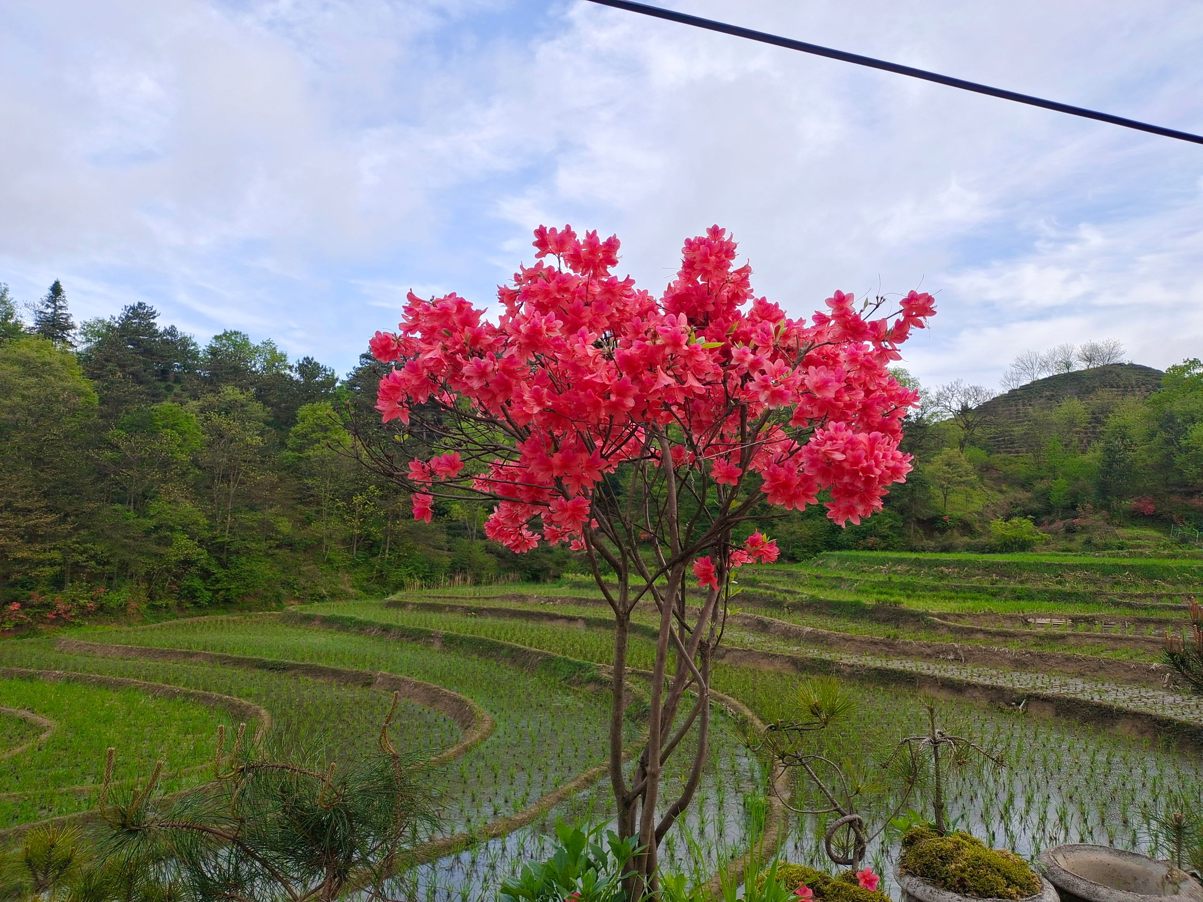 国旗红杜鹃 大量从优，现货批发映山红占地苗
