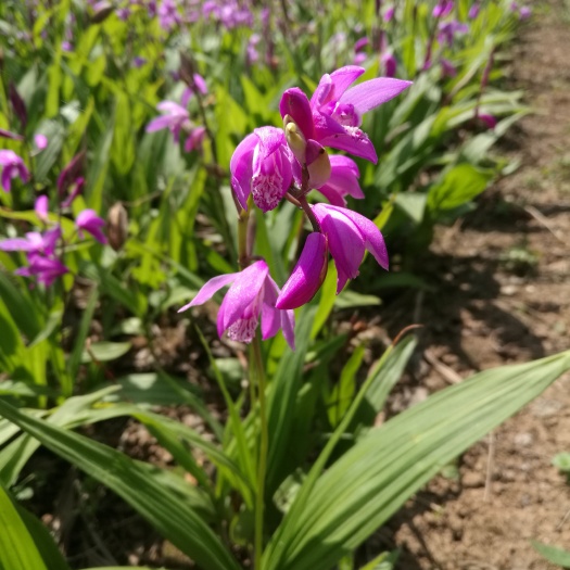 西安紫花白芨苗 白芨