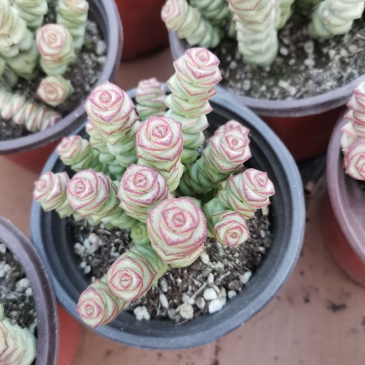 牡丹钱串  多肉植物钱串办公室盆栽多头小米星招财钱串子原盆发