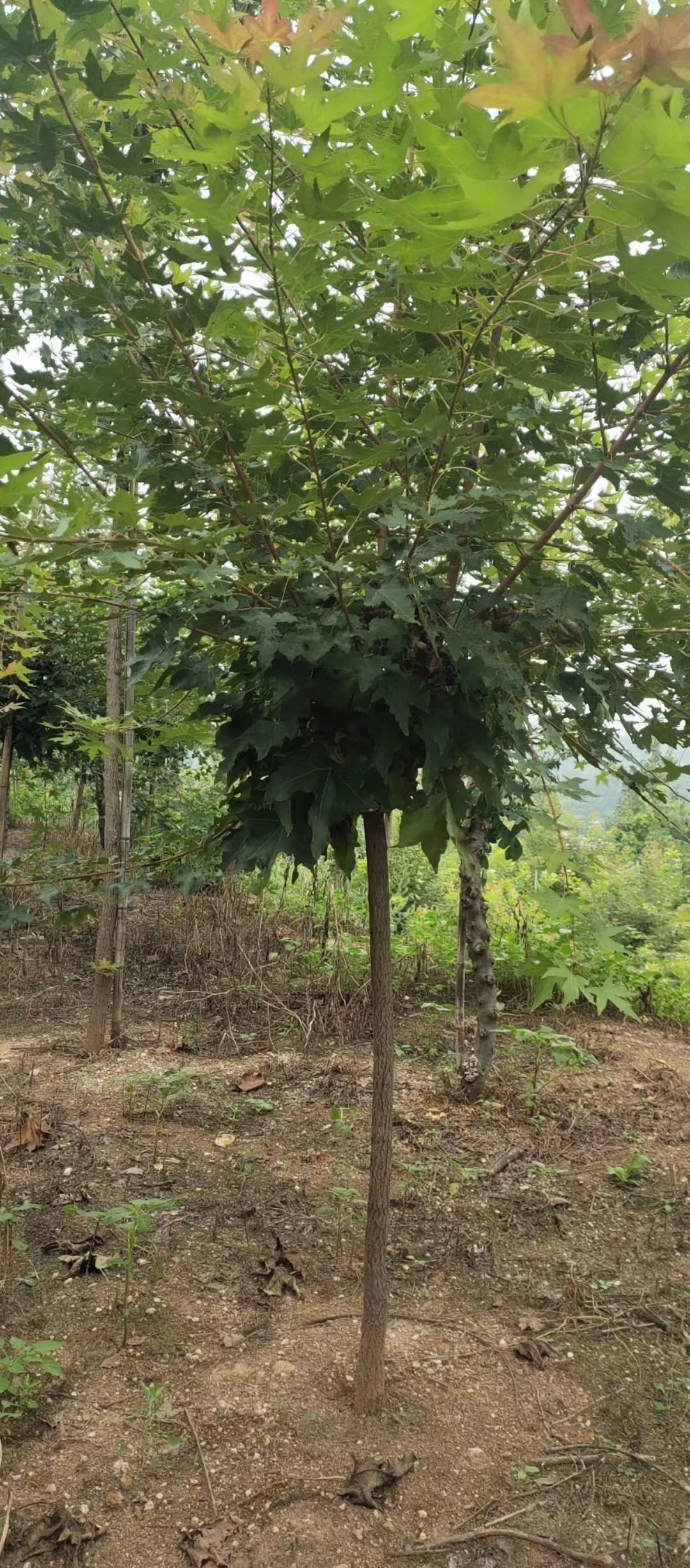 五角枫苗 五角枫元宝枫彩叶枫树苗易活植物庭院种植绿化行道树耐