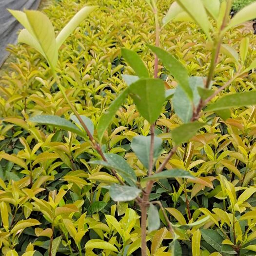 高杆红叶石楠 红叶石楠