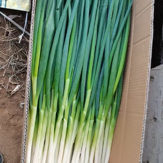 大连 大连香葱大量上市，欢迎各位老板前来抢购。
