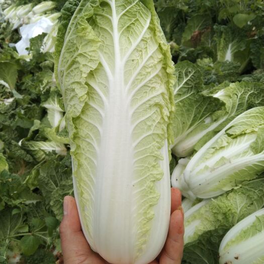 威宁县 娃娃菜