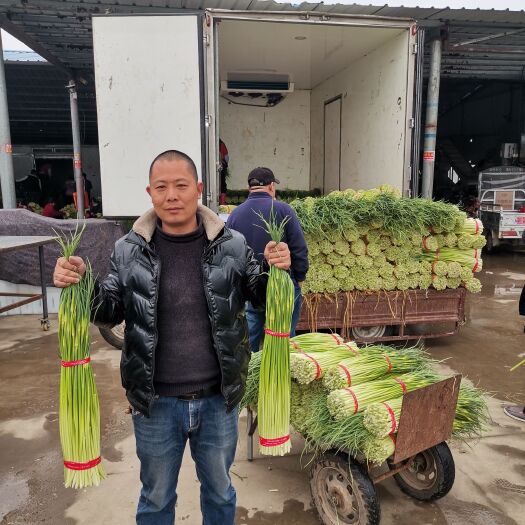 邳州市白帽蒜薹  【精选】优质新鲜现摘精品白帽蒜苔基地直发量大从优