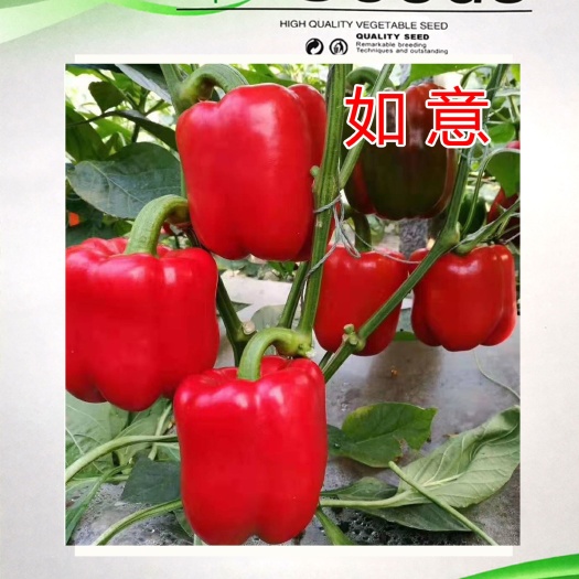 寿光市螺丝椒种子  彩椒种子方菜椒红柿子椒抗高温抗病大型果