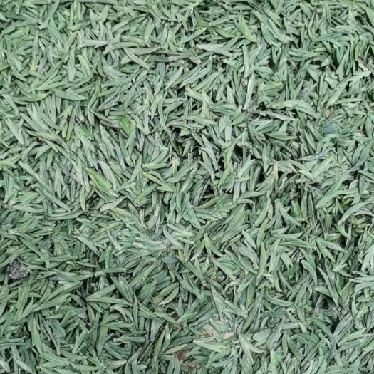 雅安雀舌茶 竹叶青