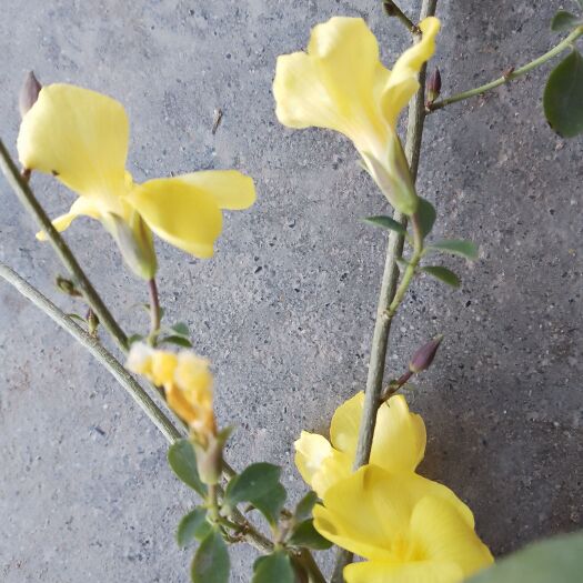中江县 菊花