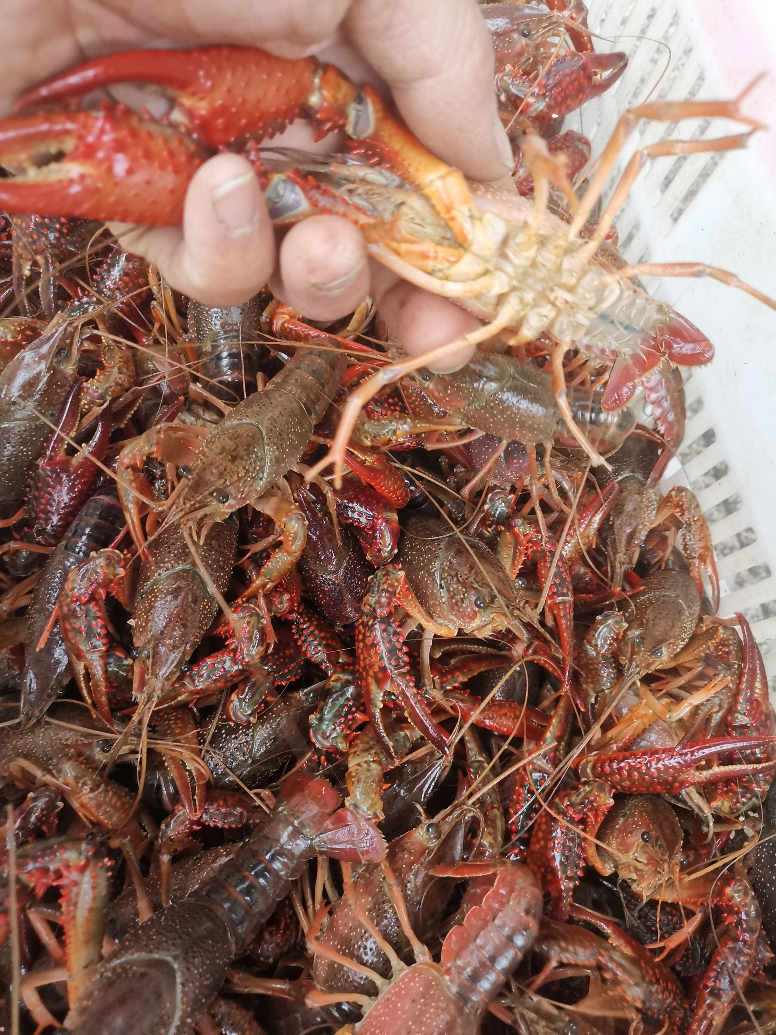 中国龙虾  合肥龙虾 常年供应各规格大虾   全国发货