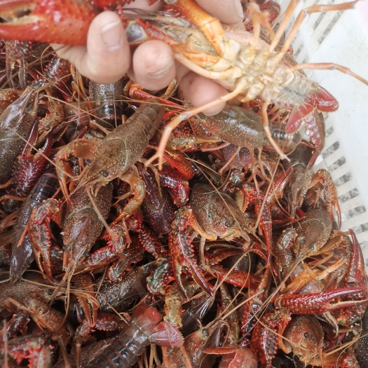 合肥中国龙虾  合肥龙虾 常年供应各规格大虾   全国发货