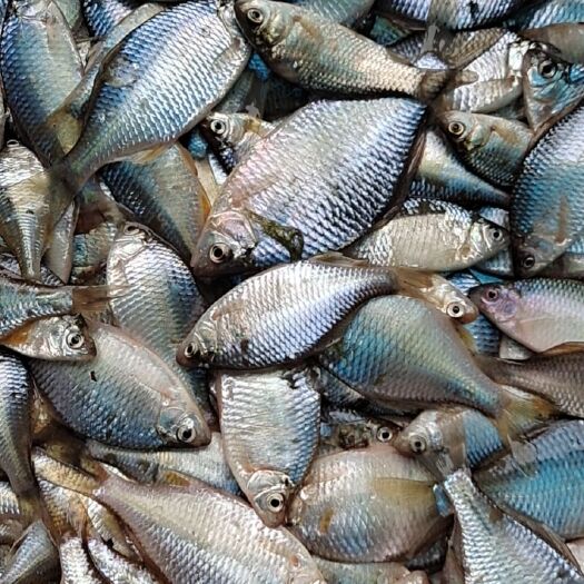兰陵县 鳑鲏鱼大量有货需要的联系了
