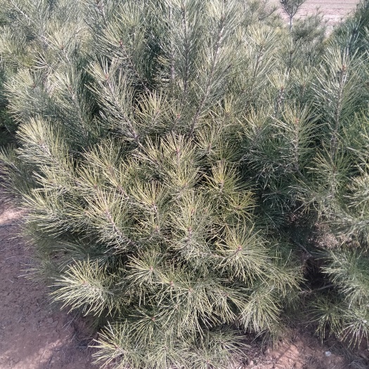 绛县白皮松，各种规格