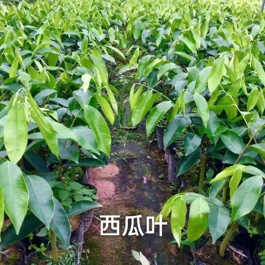 茂名奇楠沉香树 奇楠苗，棋楠苗，西瓜叶