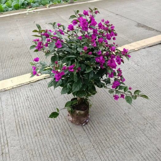 宜宾紫花三角梅 三角梅基地直销