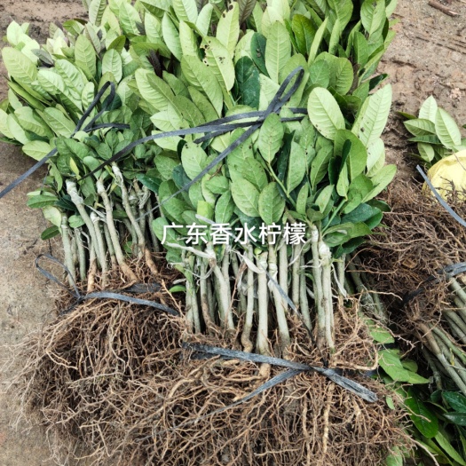 灵山县广东香水柠檬苗，香水，泰国无子青柠