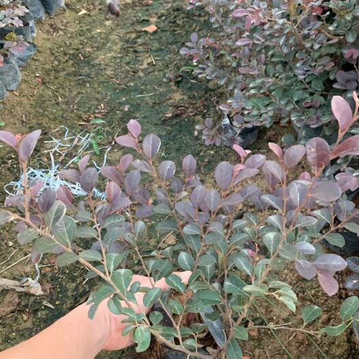 漳浦县黑珍珠红继木 红花继木，红花檵木