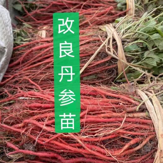 成都 丹参根