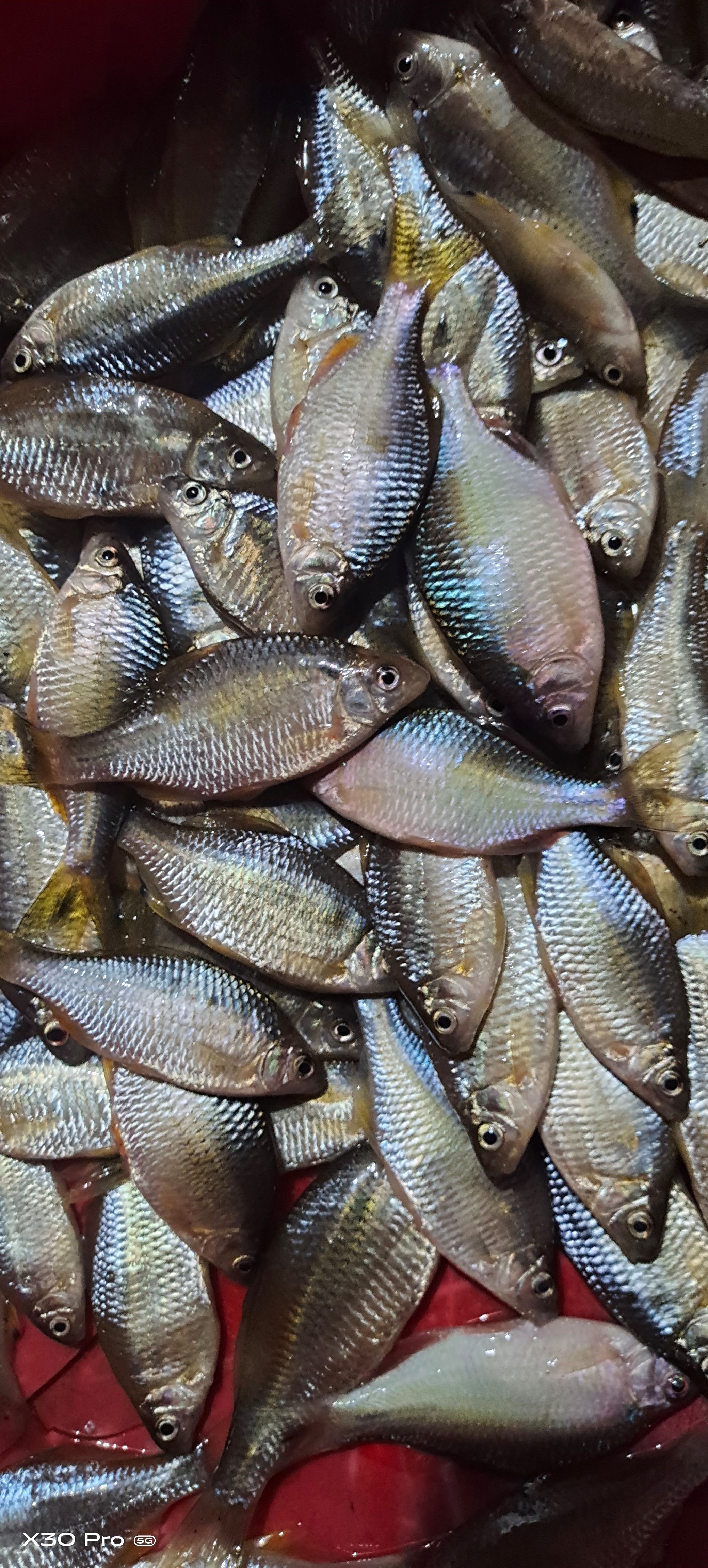  鳑鲏鱼大量有货需要的联系了