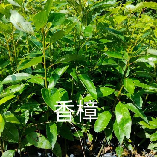 漳浦县 香樟