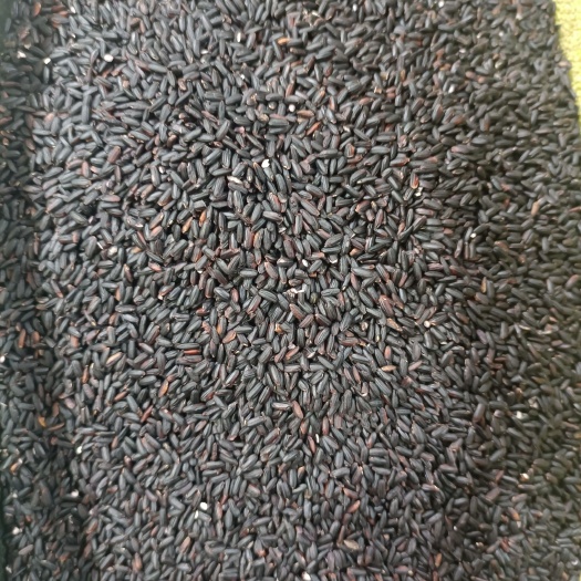 重庆市 黑米，熟黑米
