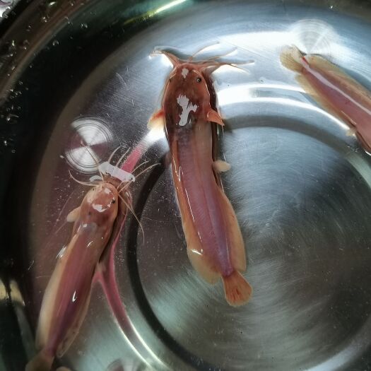南宁三黄塘虱鱼苗 杂交塘角鱼苗，本地塘角鱼苗，打过疫苗，快大好养