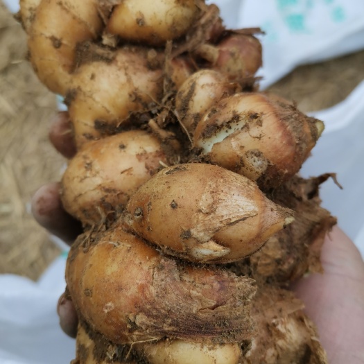 钦州广西钦州沙姜，够大，够靓，有需要请联系