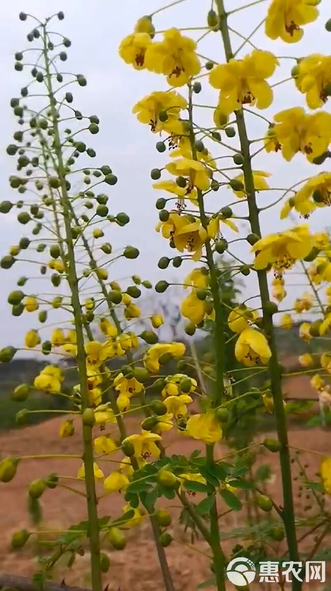 云实刺树虫斗米虫天牛幼虫活虫发货