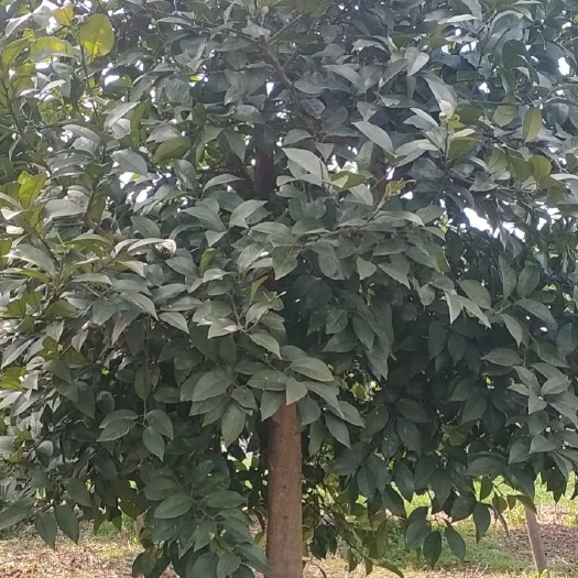 安乡县果树盆景 泡柑树，可做风景树，米径8一12公分，已结果