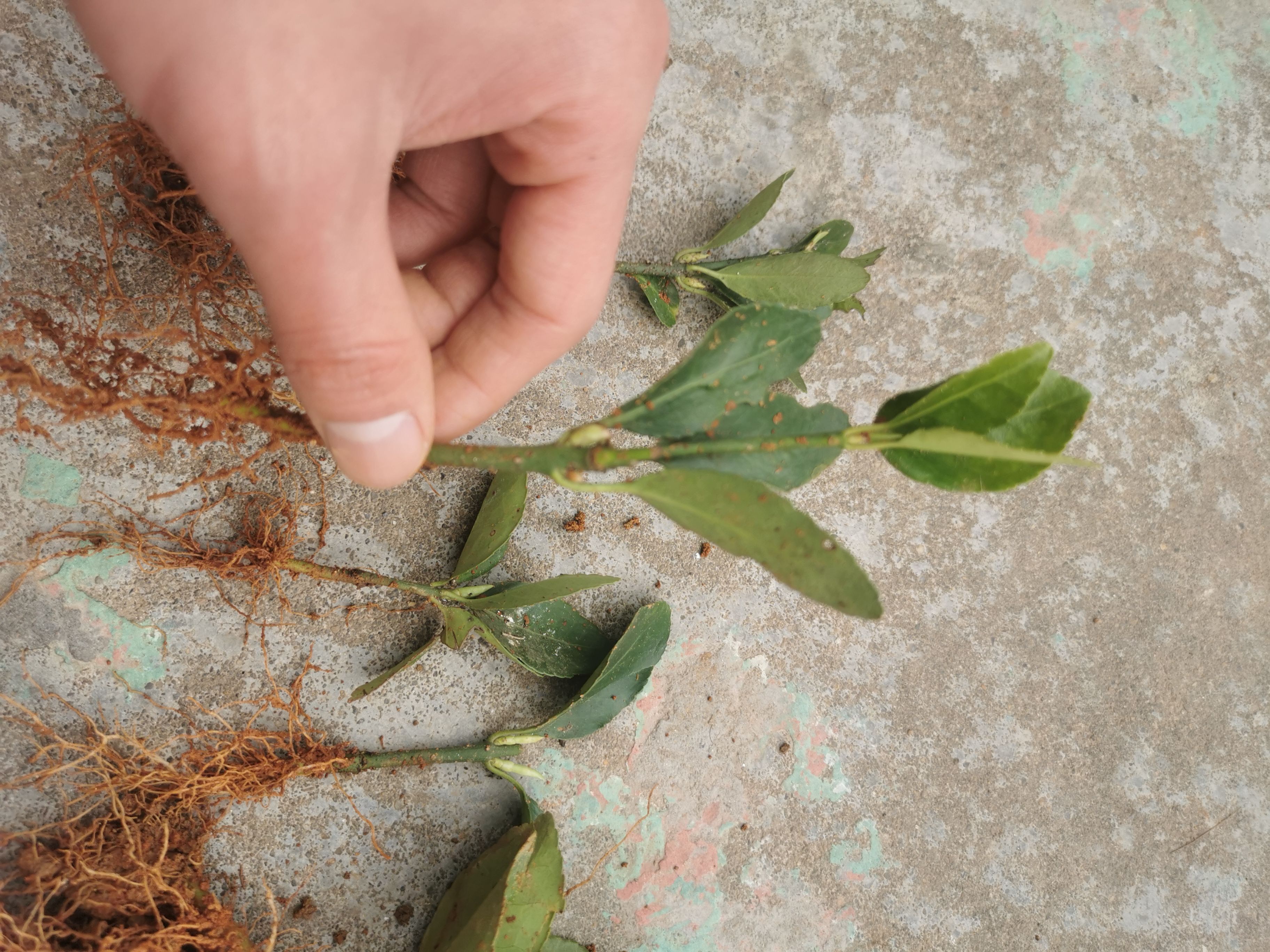 农户直销 大叶黄杨扦插秧苗 大叶黄杨芽苗 大叶黄杨床苗