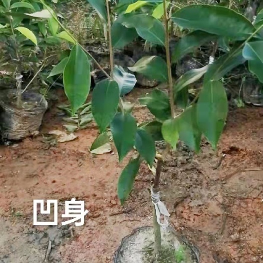 茂名奇楠沉香树 奇楠苗，棋楠苗，凹身